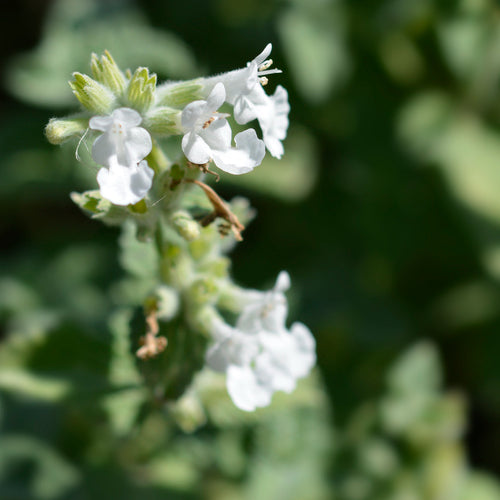 Catmint White Seeds To Suit