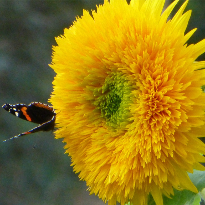 Sunflower bear on sale