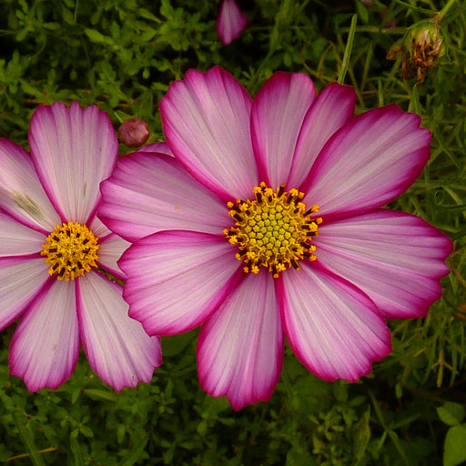 Cosmos Picotee – Seeds To Suit