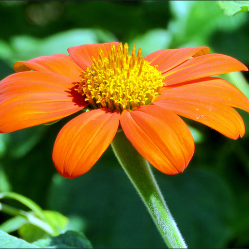 Mexican Sunflower Tithonia Goldfinger