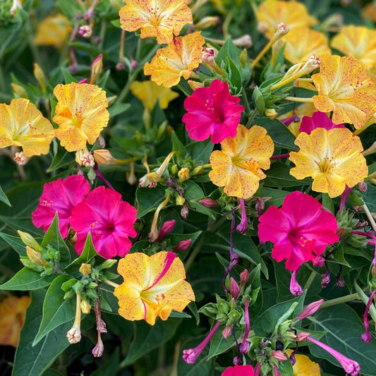 mirabilis marvel of peru