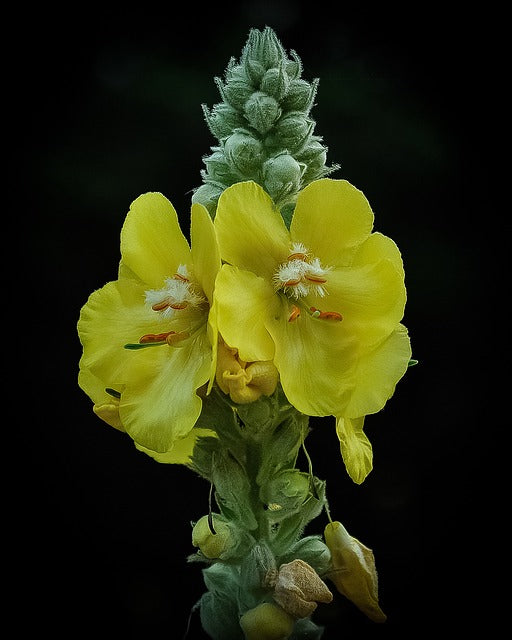 Mullein (Greater)