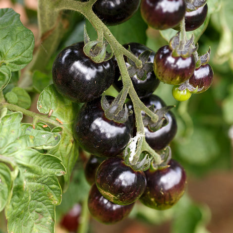 Tomato Black Cherry