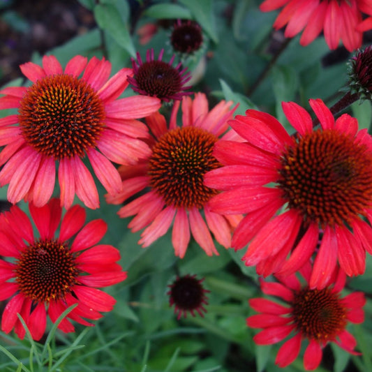 red echinacea