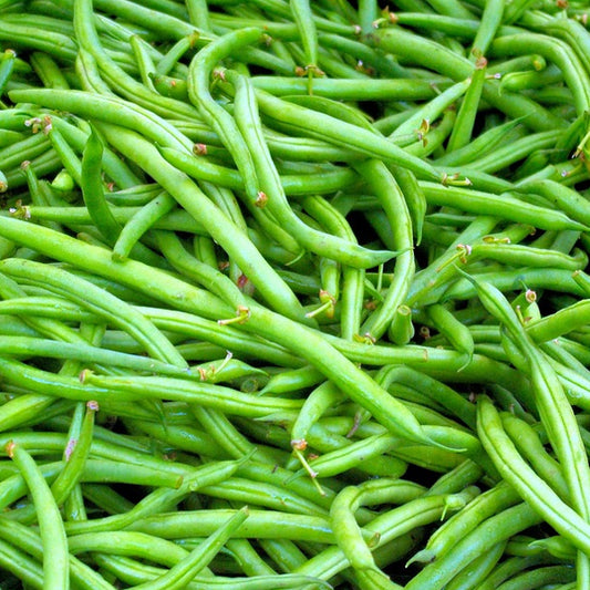 blue lake climbing beans