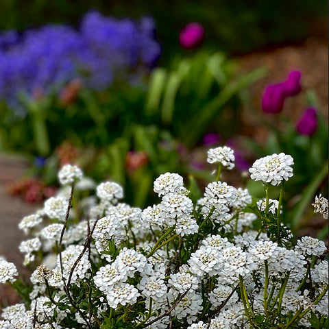 iberis flowers