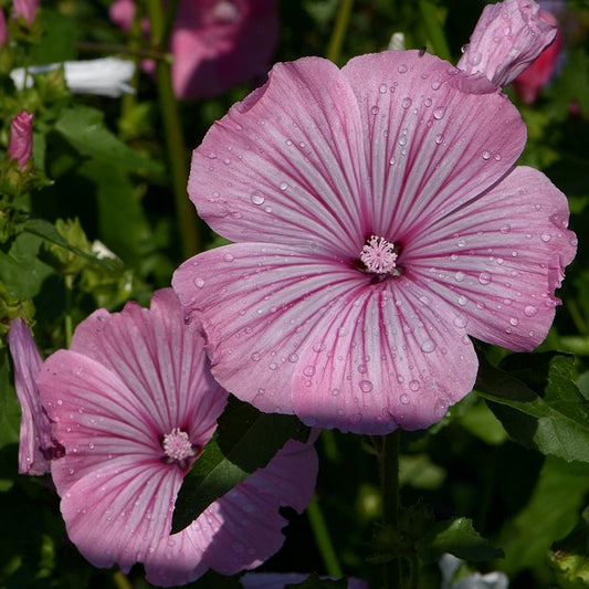 lavatera flower seeds