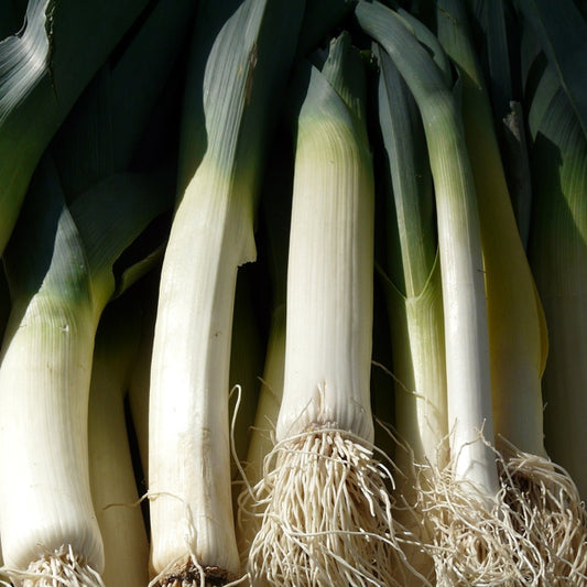 giant leek seeds