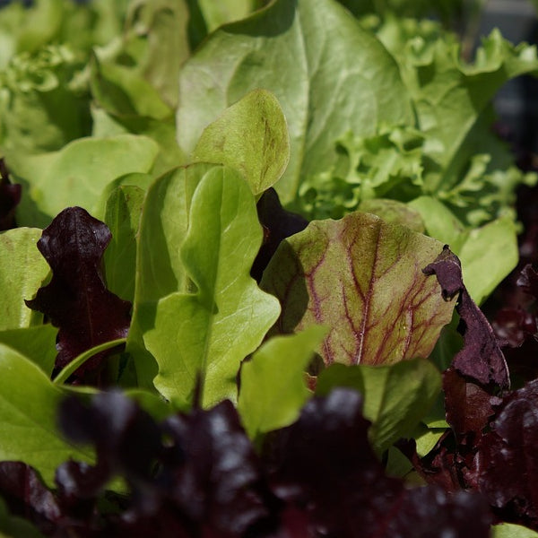 loose leaf lettuce seeds