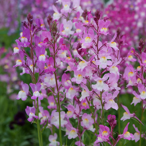 linaria flowers