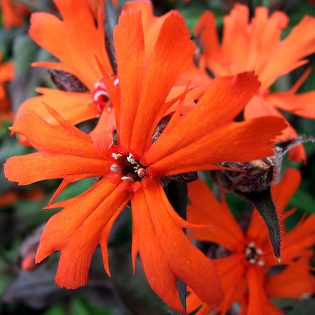 lychnis flower seeds