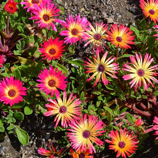 mesembryanthemum flower seeds