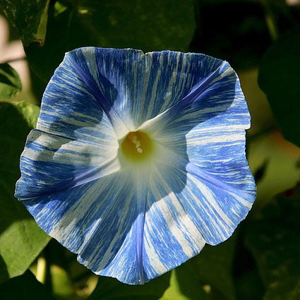 morning glory seeds