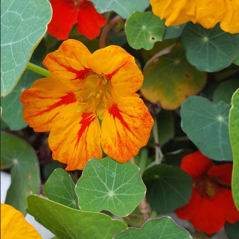 nasturtium flower seeds