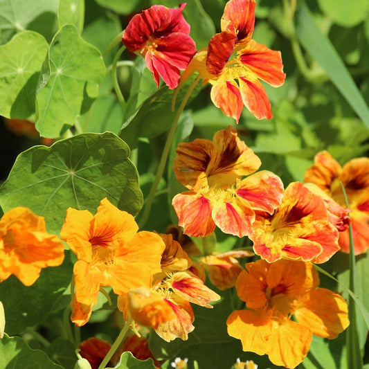 nasturtium whirlybird seeds