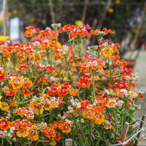 nemesia flower seeds