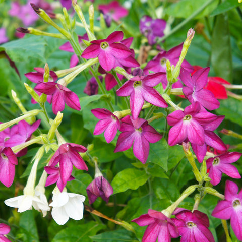 mixed nicotiana flowers