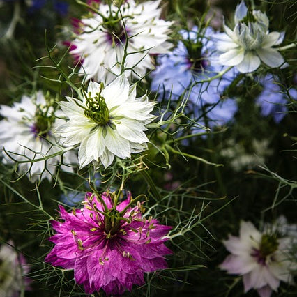 love in a mist flowers