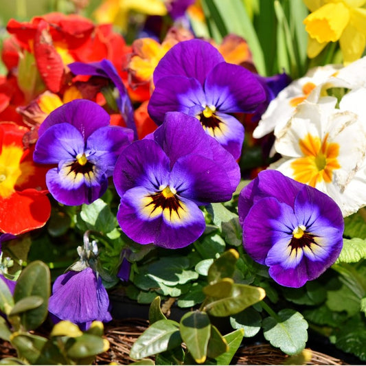 giant pansy