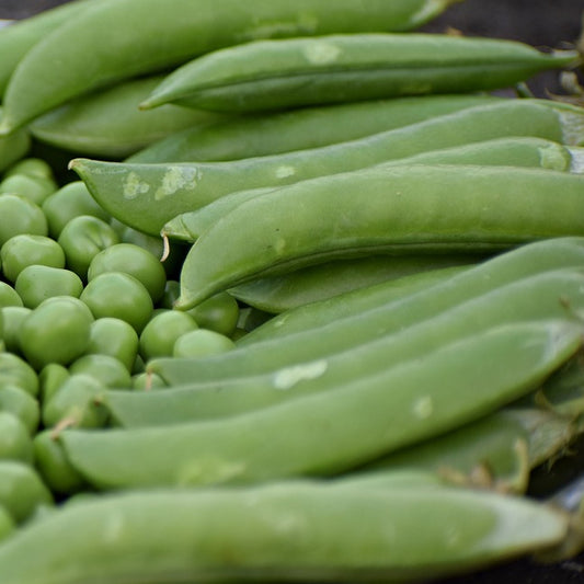 alderman peas