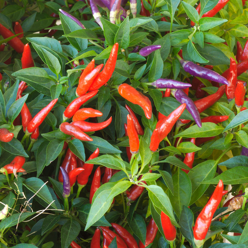 Pepper Hot Dwarf Eureka – Seeds To Suit