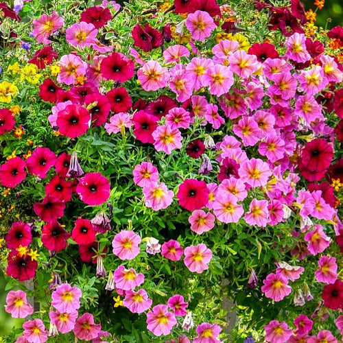 petunia flower seeds