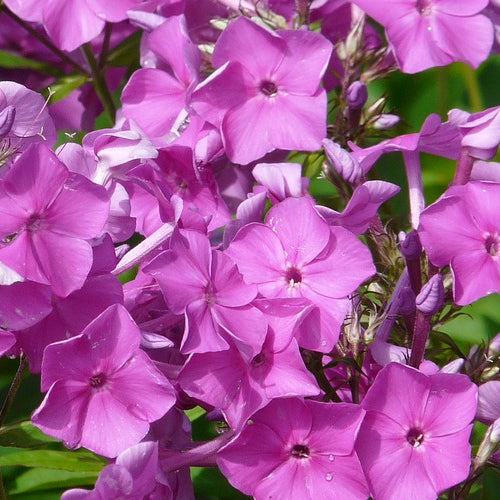 phlox flower seeds