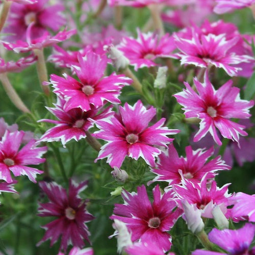 phlox twinkle flowers