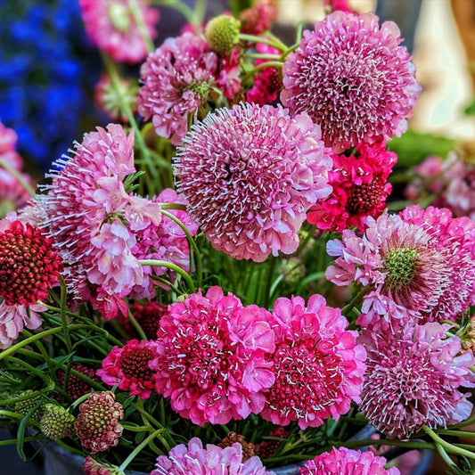 pincushion flower seeds