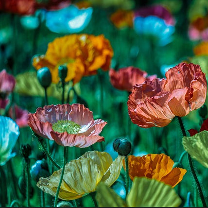 antique shades poppies