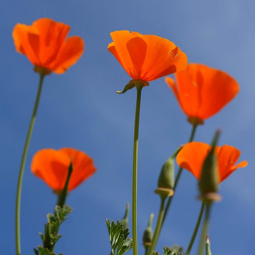 orange ballerina poppies