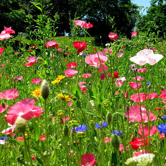 mission bells poppies