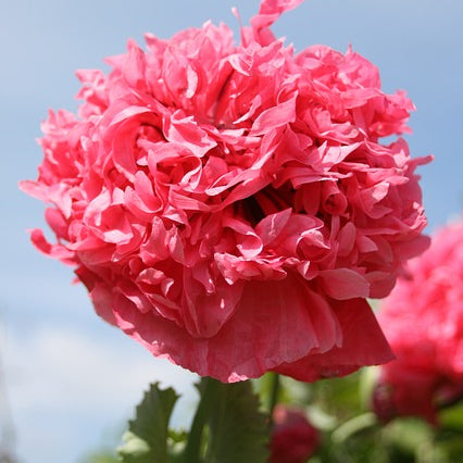 peony poppy