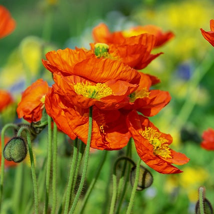 red chief poppy