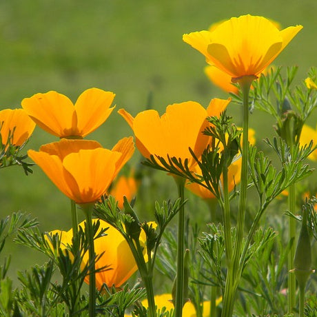 orange poppy flowers