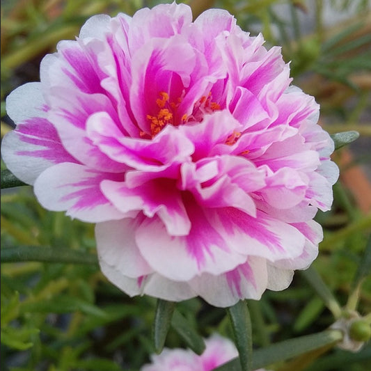 portulaca seeds