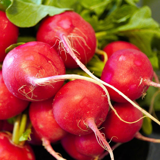 cherry belle radish seeds