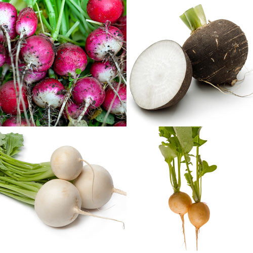 rainbow radishes