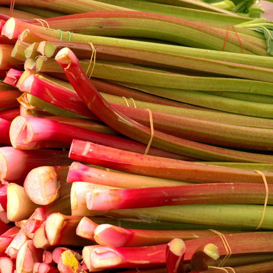 Rhubarb Victoria