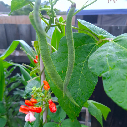 runner bean seeds