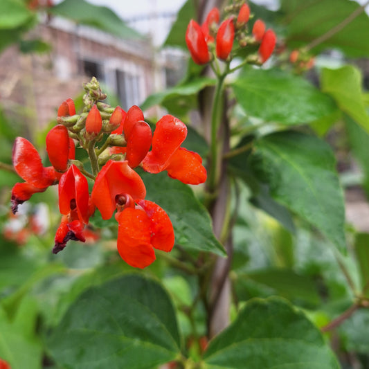 runner bean seeds