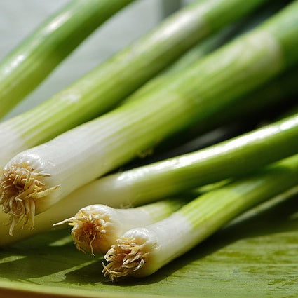 Spring Onion White Lisbon