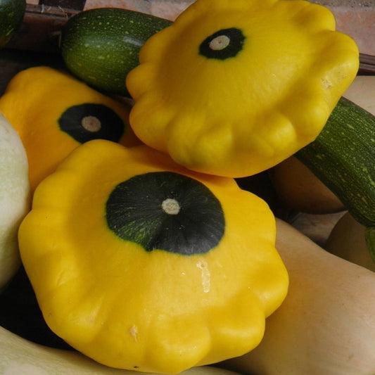 yellow patty pan seeds