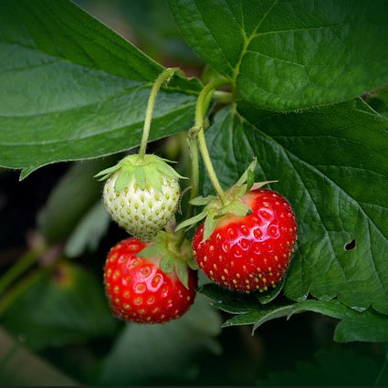 strawberry seeds