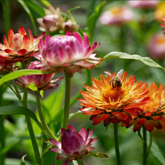 giant strawflowers