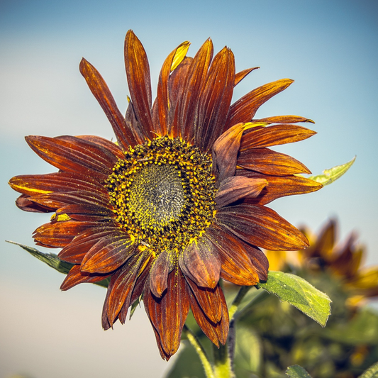 chocolate sunflower