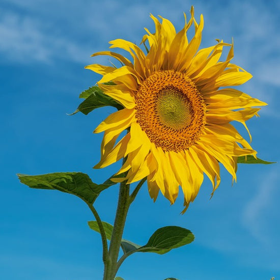 Sunflower Giant Single Yellow – Seeds To Suit