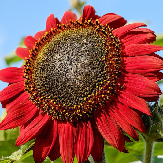 red sunflower