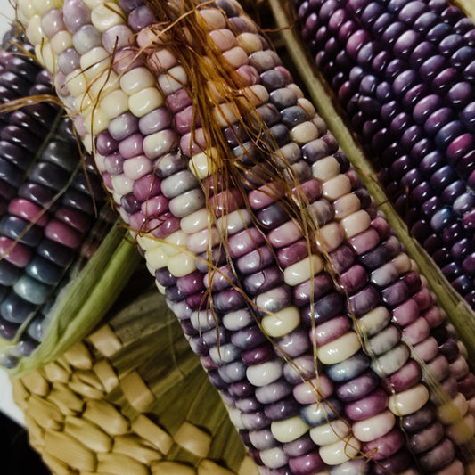 sweetcorn fiesta cobs