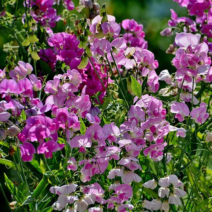 bijou sweet peas